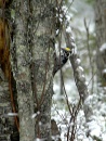 Pohjantikka_three-toed woodpecker  * 800 x 1054 * (911KB)